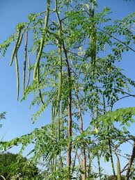 সজিনার পুষ্টি ও ব্যবহার