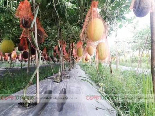 জয়পুরহাটে বারোমাসি তরমুজ চাষে কৃষকের সাফল্য