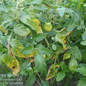 টমেটোর আগাম ধ্বসা রোগ