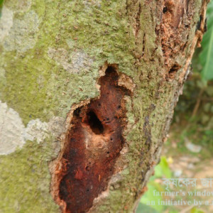 কাঁঠালের কান্ড ছিদ্রকারী পোকা