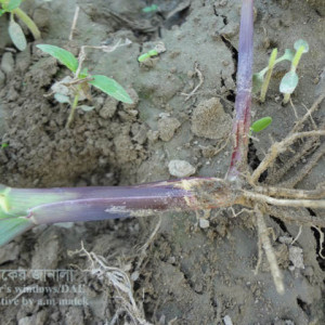 ভুট্টার উড়চুঙ্গা পোকা