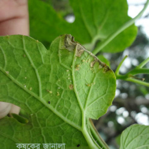 পোকা গাছের কচি পাতা ও ডগার রস শুষে খেয়ে গাছকে দুর্বল করে ফেলে ।
