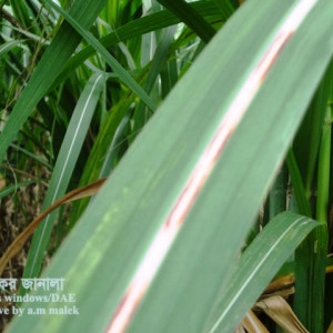 আখের লাল পঁচা রোগ