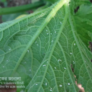 স্কোয়াশের সাদা মাছি পোকা