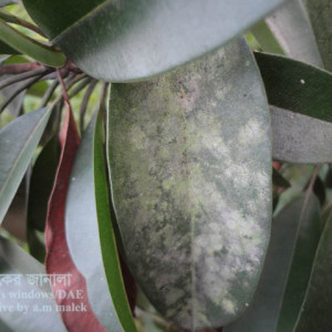 সফেদার পাউডারি মিলডিউ রোগ