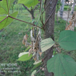 শিমের কোনিফেরা ব্লাইট রোগ