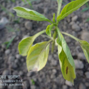 মিষ্টি মরিচের ঢলেপড়া রোগ